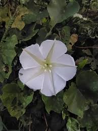 Image result for Ipomoea alba