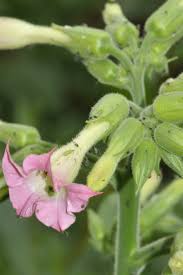 Image result for Nicotiana tabacum