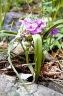 Image result for Commelina petersii