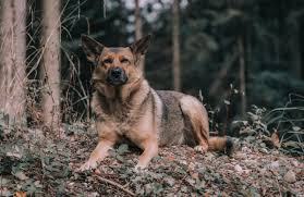 Die 2 jährige dame ist erst seit einem monat da und der vorbesitzer hat sie abgegeben. Schaferhund Mix Mischling Schaeferhundseite De