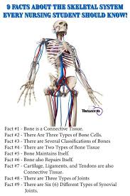 9 Facts About The Skeletal System Every Nursing Student Should Know Human Skeletal System Nursing Students Skeletal System Anatomy