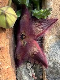 Image result for Stapelia