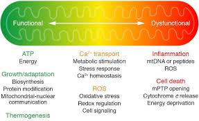 Most of the earth's higher organisms are eukaryotes, including all plant and animals. Jci Mitochondrial Dysfunction In Pathophysiology Of Heart Failure