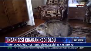 Insan Sesi Cikaran Kedi Oldu No Demesiyle Meshur Sibirya Kedisi 16 Yasindaydi