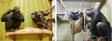 Chimpanzee Kanako Springerlink