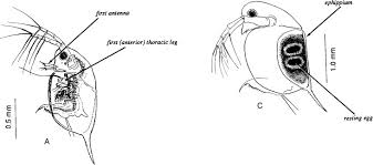 Image result for Cyperus trigonellus