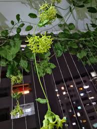 Image result for Telosma