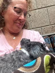 Toy schnauzer passes away after surgery