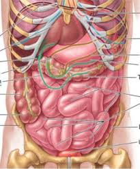 Stomach is a muscular bag forming the most distensible part of the human digestive system. Abdominal Anatomy Anterior View Diagram Quizlet