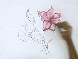 Shop for gladiolus art from the world's greatest living artists. How To Draw A Gladiolus Light Pink Youtube