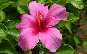 Image result for Hibiscus jacksonianus