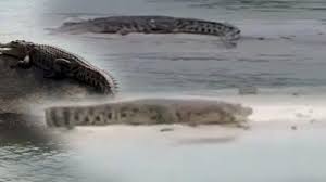 Asin oluşturmak için, ürün ekle aracımızda açıklanan adımları izleyin. Video Buaya Muara Diduga Di Bangka Terekam Kamera Wujudnya Bikin Takut Dan Ngeri Perekam Halaman All Bangka Pos
