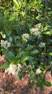 Image result for Platycoryne crocea