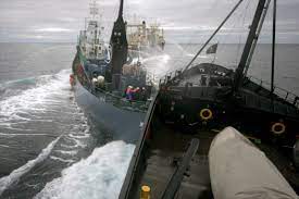 Kampagne zum schutz des südpolarmeeres der organisation, der operation icefish 2015/16. Antarktis Tierschutzer Und Japanischer Walfanger Kollidieren Gesellschaft Faz