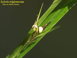 Image result for Scleria mikawana