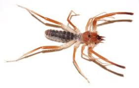 This is a solifugae, and we'll see how they're different and how to identify them by their if you ever come across this spider, you'll do a double take because it looks like they have 10 legs. Eastern Receives Major Nsf Grant To Study Camel Spiders Eastern