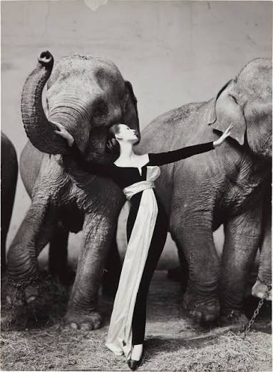 Work by Richard Avedon