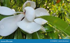Image result for ficus elastica flower