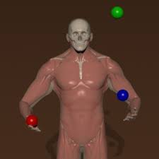 Image result for Musculoskeletal Manipulation