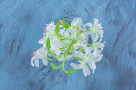 Image result for Oxypetalum