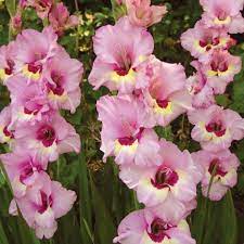 Add compost and van bourgondien 100% natural bulb food to the trench per label instructions. Pin On Flowers Gladiolus