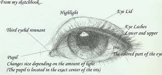 Eye Diagram Jpg Eye Drawing Diagram Of The Eye Parts Of The Eye