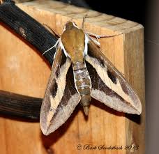 Image result for Hylebates