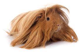 Show level coronet guinea pigs have a rosette located exactly in the middle of the head. Peruvian Long Hair Ufaw
