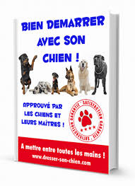 L'une des lettres les plus populaires pour les noms de chiens est la m. Nom De Chien En M Pour Male Et Femelle La Liste Complete