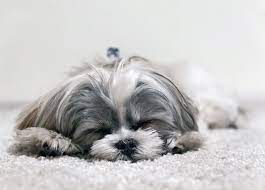 Shih Tzu Puppies The Ultimate Guide For New Dog Owners The Dog People By Rover Com