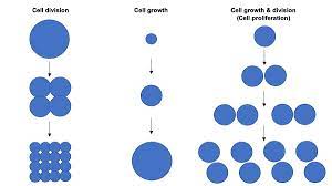 Check spelling or type a new query. Cell Growth Wikipedia