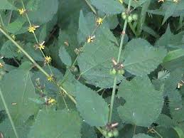 Image result for Triumfetta tomentosa