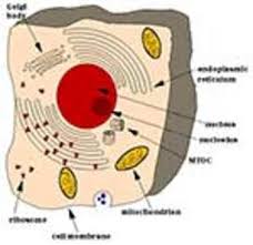 Check spelling or type a new query. Plant And Animal Cell Project Worksheets Teachers Pay Teachers