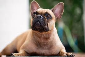 French bulldog information, how long do they live, height and weight, do they shed, personality traits, how much do they cost, common health issues. Different French Bulldog Health Issues Reddawnborders Com