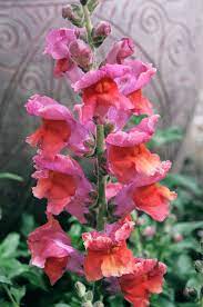Snapdragons Image Comps Snapdragon Flowers Flower Pictures Flowers