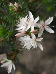 Image result for Tetragonia calycina