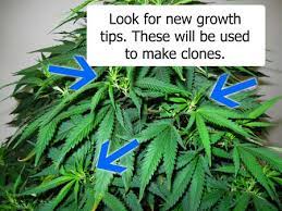 Picture Guide To Cloning Marijuana | Grow Weed Easy
