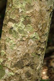 Image result for Cola natalensis