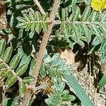 Image result for Tribulus zeyheri