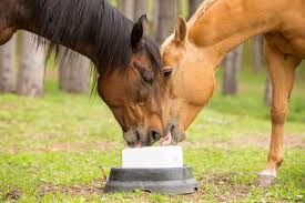How much vitamin e do my horses need? Salt Vs Mineral Blocks Which Should You Choose