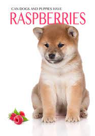 Can Dogs Eat Raspberries A Complete Guide To Raspberries For Dogs Dog Science Fun Facts About Dogs Healthy Puppy