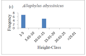 Image result for Allophylus abyssinicus