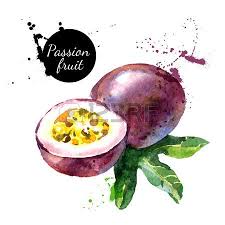Main A Attire Aquarelle Sur Fond Blanc Illustration Vectorielle De Fruit De La Passion Illustration De Fruits Fruit De La Passion Fruits Et Legumes