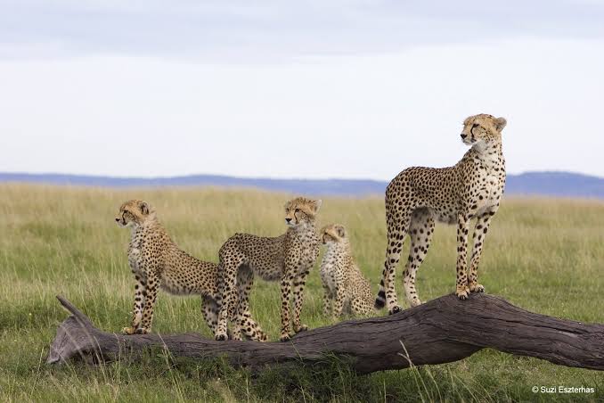 Cheetah versus Impala: Each has a Competitive Edge - Cheetah Conservation Fund Canada