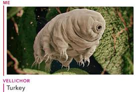 Pin By Beatles On ˏˋ Misc Personal ˎˊ Tardigrade Moss Piglet Animals