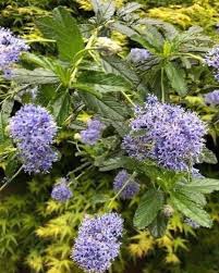 Image result for Strobilanthopsis