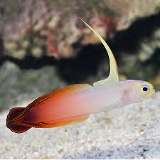 In his fish tank + set an example for the other team members in delivering fantastic neighborly service + assist the store's team leaders by reinforcing the daily. Firefish Saltwater Aquarium Fish For Marine Aquariums