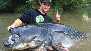 Cette pâtisserie fait 10.13 tonnes avec 100 kgde pâte à gâteau, 130kg de glaçages et 9kgde glaces. Il Sort Du Tarn Le Plus Gros Silure Jamais Peche