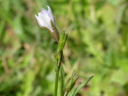 Image result for Wahlenbergia flexuosa