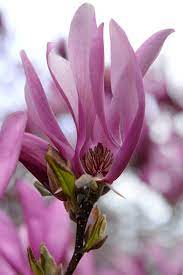 A Macro Shot Of A Pink And White Flower Photo Free Shaw Boulevard Image On Unsplash Magnolia Flower Real Flowers Flowers